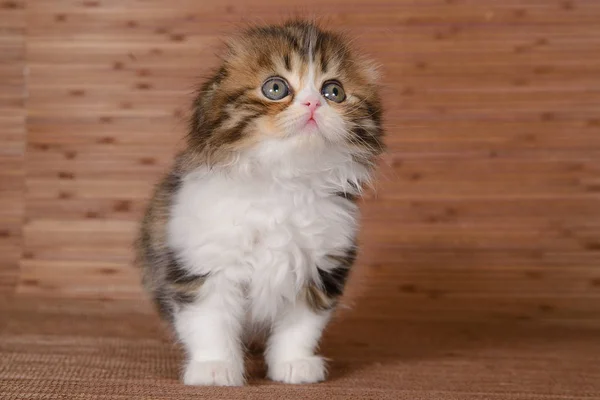 Retrato Hermoso Gatito Doblar Sobre Fondo Madera — Foto de Stock