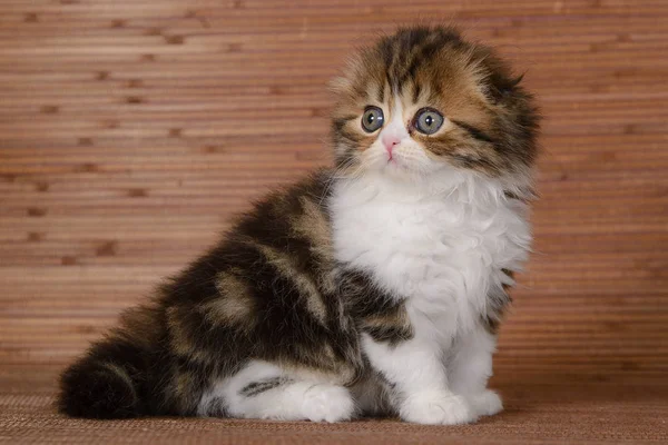 Portret Van Een Mooie Vouw Kitten Een Houten Achtergrond — Stockfoto