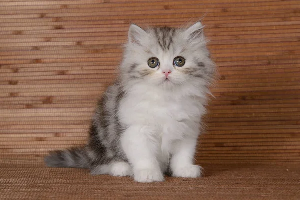 Schöne Flauschige Kätzchen Auf Einem Hölzernen Hintergrund — Stockfoto