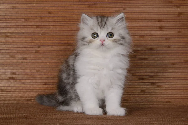 Beautiful Fluffy Kittens Wooden Background — Stock Photo, Image