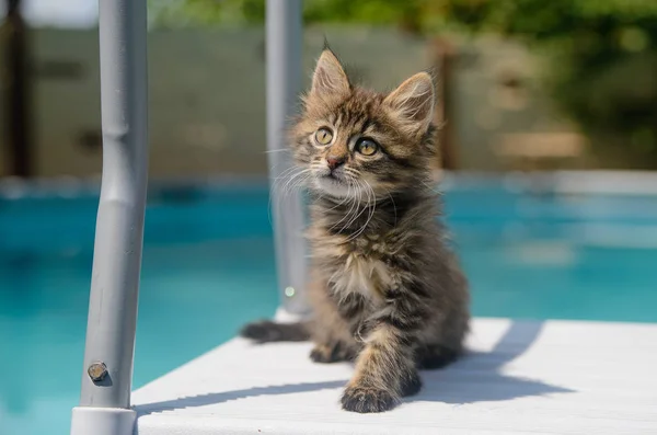 Kitten Pool Water — Stock Photo, Image