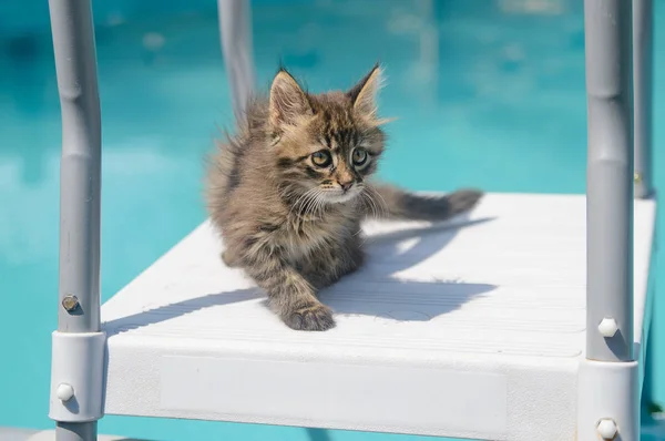 Котенок Бассейне Воды — стоковое фото