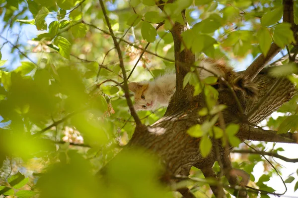 Das Kätzchen Kann Nicht Vom Baum Herunterklettern — Stockfoto