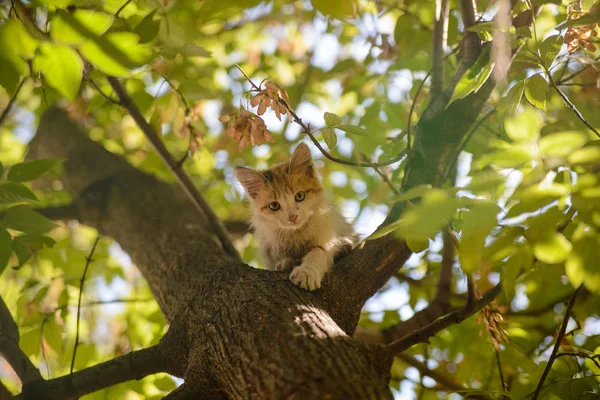 The kitten can not climb down from the tree