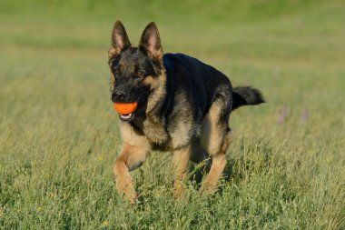 Alman Çoban topu yakalar, oyuncak ile oynar