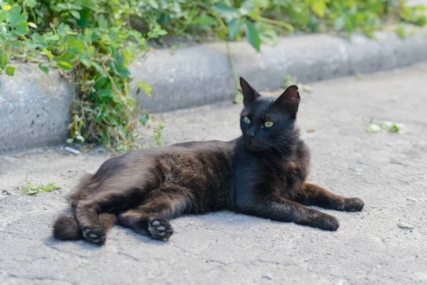 Mooie Zwarte Kat Met Groene Ogen — Stockfoto