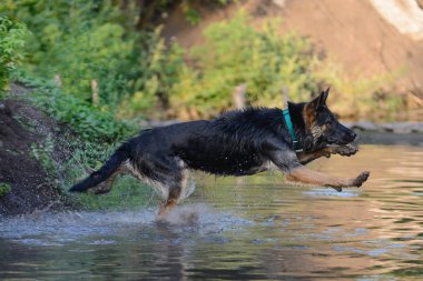Islatmış Alman Çoban güneş ışınları gün batımında su üzerinde oynuyor