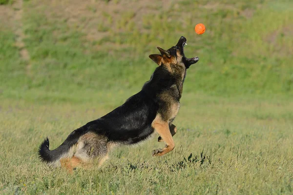 Duitse Herder Vangt Bal Speelt Met Het Speelgoed — Stockfoto