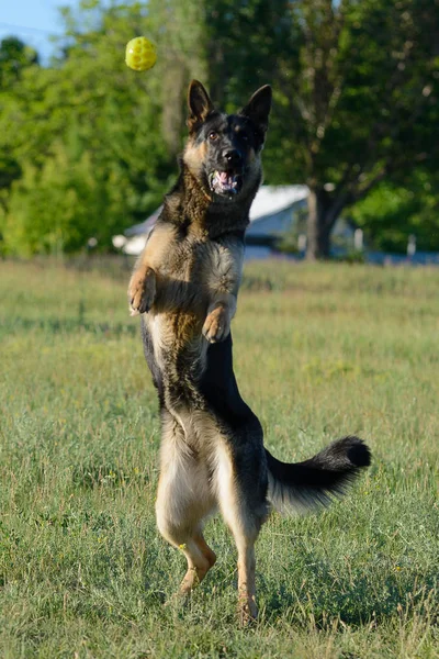 Berger Allemand Attrape Balle Joue Avec Jouet — Photo