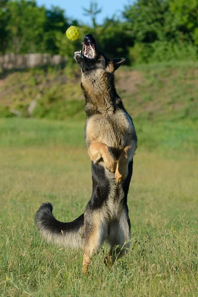 德国牧羊犬接球 玩玩具 — 图库照片