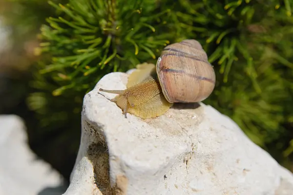 Snail Sitting Stone — Stock Photo, Image