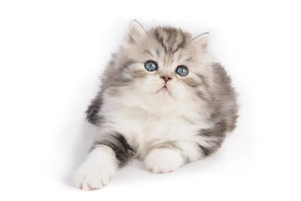 Mooie Pluizige Blue Eyed Kitten Een Witte Achtergrond — Stockfoto