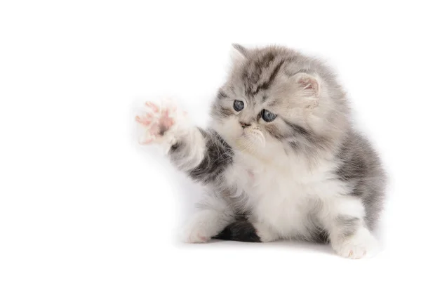 Hermoso Gatito Mullido Ojos Azules Sobre Fondo Blanco — Foto de Stock