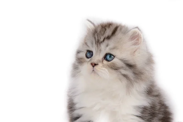 Mooie Pluizige Blue Eyed Kitten Een Witte Achtergrond — Stockfoto