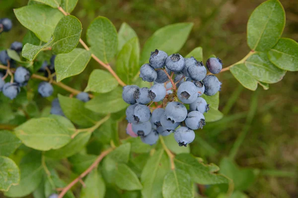 在花园里成熟在灌木丛中的蓝莓 — 图库照片