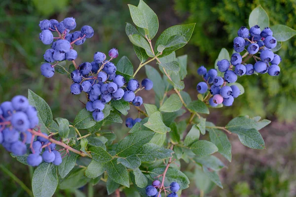 Blaubeeren Einem Strauch Reifen Garten — Stockfoto