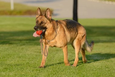 Alman çoban parkta çimüzerinde yürüyor