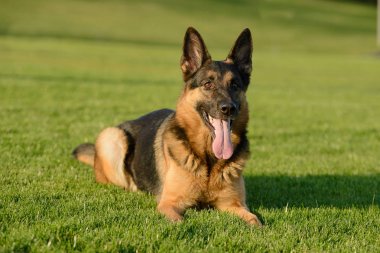 Alman çoban parkta çimüzerinde yürüyor