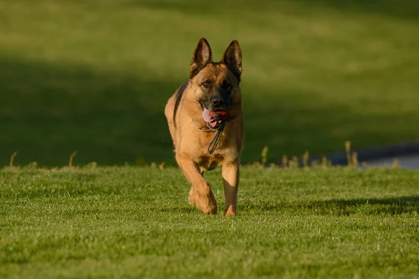 Alman çoban parkta çimüzerinde yürüyor