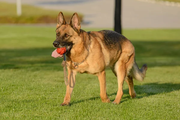 Alman çoban parkta çimüzerinde yürüyor