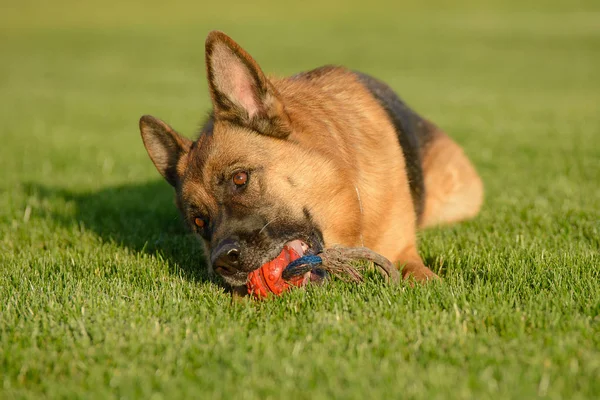 Berger Allemand Marche Sur Herbe Dans Parc — Photo