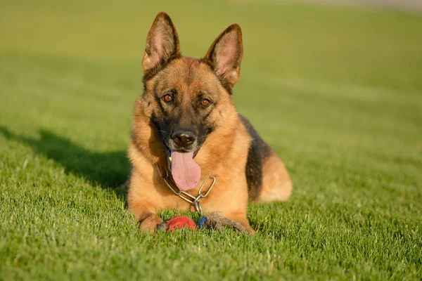 Alman çoban parkta çimüzerinde yürüyor