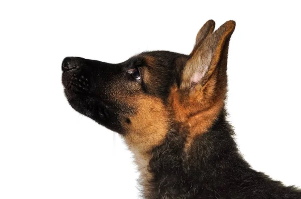 Tam Yüz Bir Alman Çoban Köpek Yavrusu Portresi — Stok fotoğraf