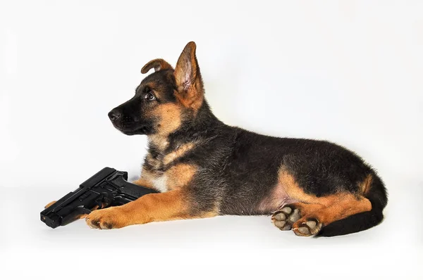 銃を持つドイツの羊飼いの子犬 — ストック写真