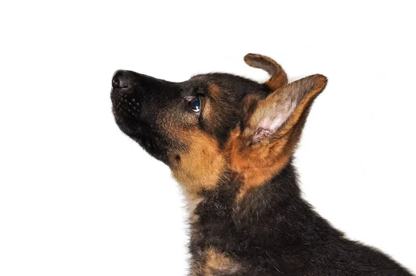 Tam Yüz Bir Alman Çoban Köpek Yavrusu Portresi — Stok fotoğraf