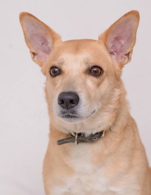 Beyaz arka plan üzerinde safkan bir köpek portresi