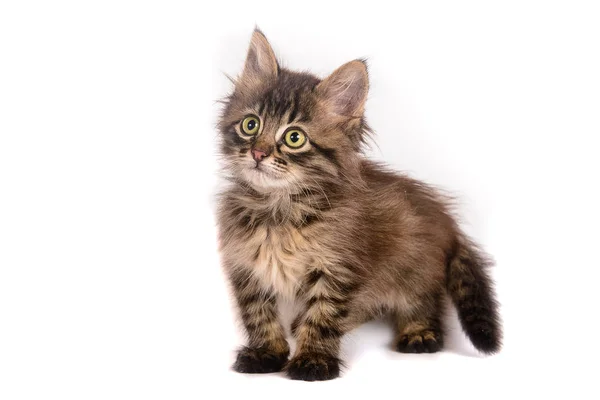 Pequeño Gatito Ojos Verdes Tabby — Foto de Stock