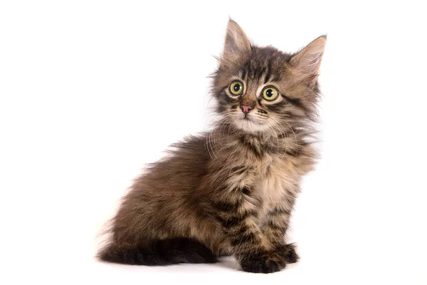 Tabby Green Eyed Little Kitten — Stock Photo, Image