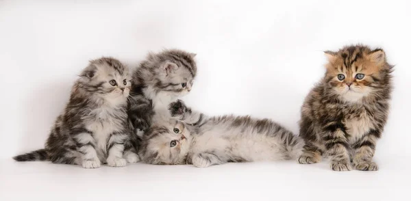 Hermosos Gatitos Mullidos Hermosos Sobre Fondo Blanco — Foto de Stock