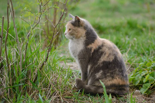 Schöne Tricolor Katze Geht Auf Dem Gras — Stockfoto