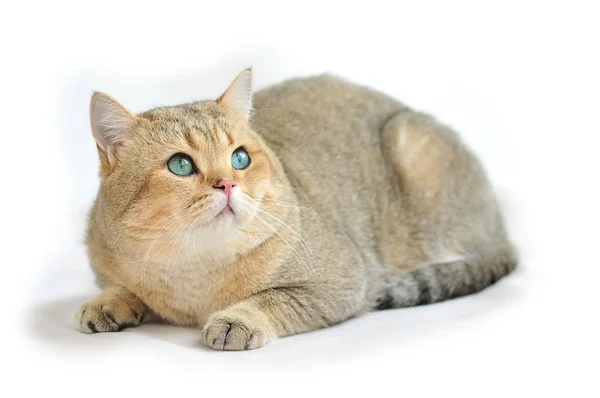 Beautiful Big British Shorthair Cat Turquoise Eyes — Stock Photo, Image