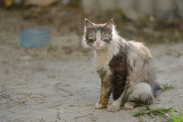 Unhappy dirty stray cat on the street