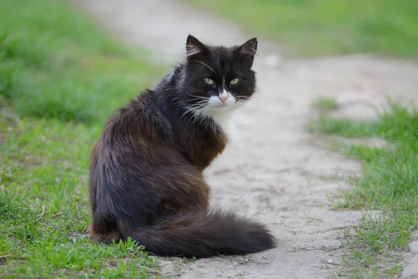 庭の草の上で休む黒と白の猫ふわふわ猫 — ストック写真