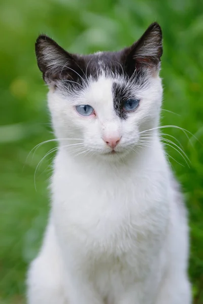 Portret Van Een Blauw Eyed Zwarte Witte Kat — Stockfoto