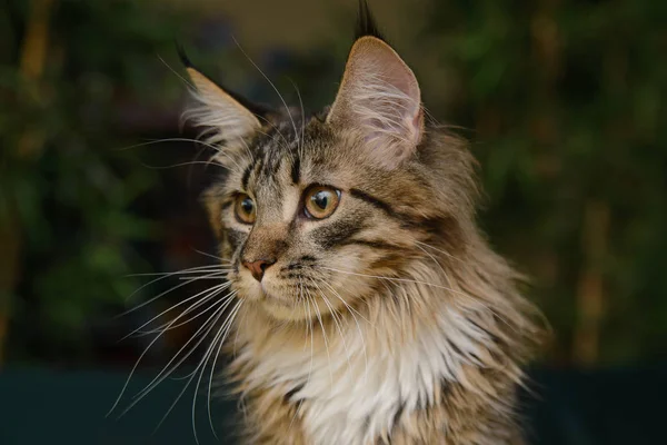 Кішка Maine Coon Задньому Плані Зеленого Кольору Тлі Пальм — стокове фото