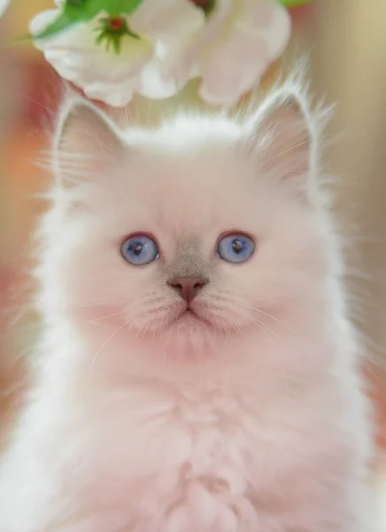 Point Couleur Doux Chaton Aux Yeux Bleus — Photo