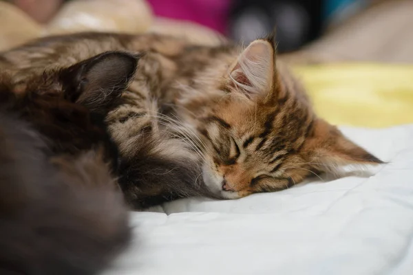 Los Gatitos Duermen Una Almohada — Foto de Stock