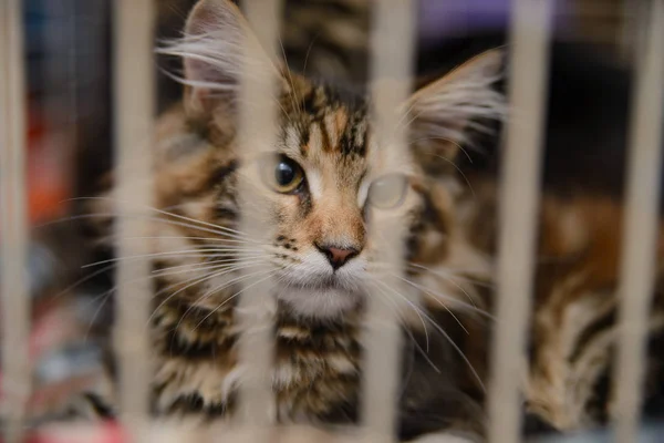 A cat bored behind bars in a cage