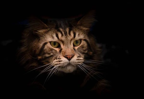 Cat Looking Out Dark Stock Picture