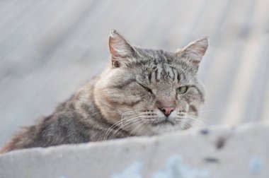 Gözleri kapalı bir yürüyüş için sokak kedisi