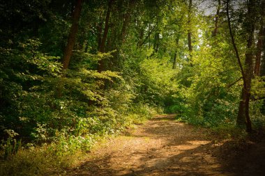 Güneşli bir günde ormanda geçit