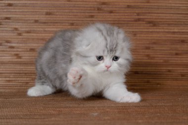Ahşap bir arka plan üzerinde beyaz lop kulaklı İskoç Highland kedi yavrusu ile çizgili