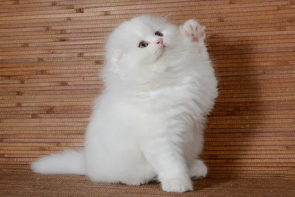 White Lop Eared Szkocki Highland Kitten Macha Paw — Zdjęcie stockowe