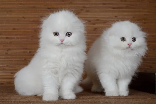 Два Белых Шотландских Гетеросексуальных Котенка — стоковое фото