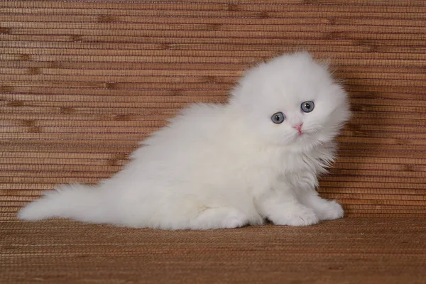 White Lop Eared Kitten Szkocki Highland Straight Drewnianym Tle — Zdjęcie stockowe