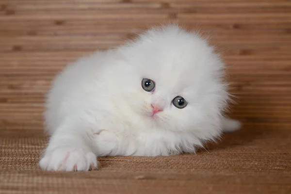 White Lop Eared Kitten Scottish Highland Straight Wooden Background — Stock Photo, Image